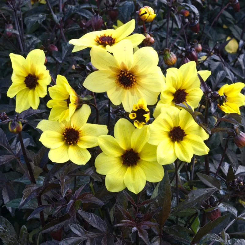Dahlia Nain Simple Knock Out - Dahlia | Achat direct au producteur