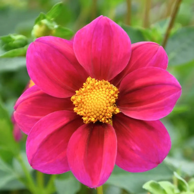Dahlia Nain Simple Jet - Dahlia | Achat direct au producteur