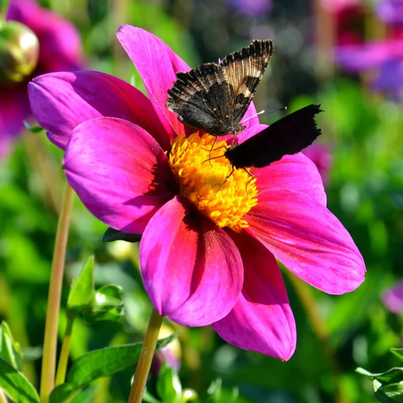 Dahlia Nain Simple Jet - Dahlia | Achat direct au producteur