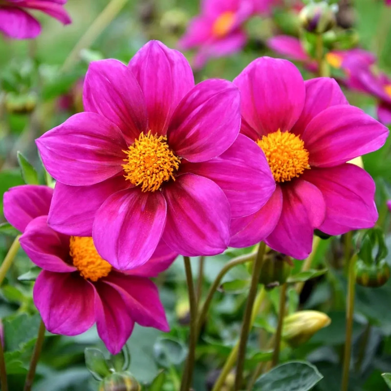 Dahlia Nain Simple Jet - Dahlia | Achat direct au producteur