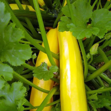 Courgette jaune 'Parador' - Cucurbita | Achat direct au producteur