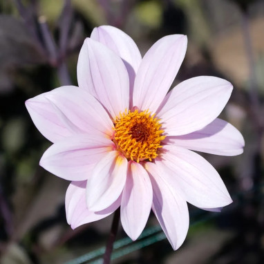Dahlia nain simple 'L'Angevine' - Dahlia | Achat direct producteur
