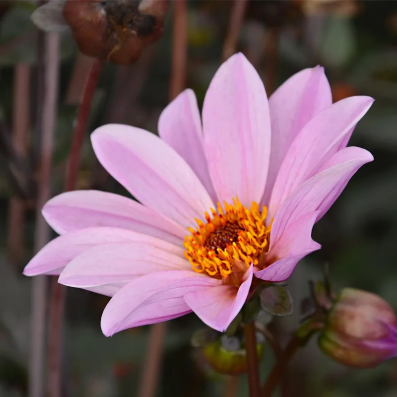 Dahlia nain simple 'L'Angevine' - Dahlia | Achat direct producteur