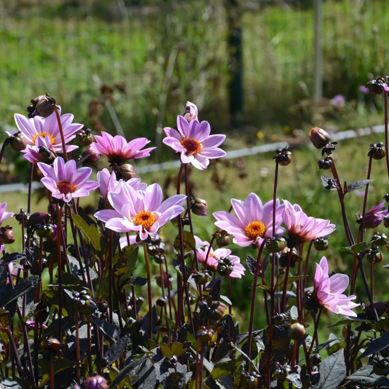 Dahlia nain simple 'L'Angevine' - Dahlia | Achat direct producteur