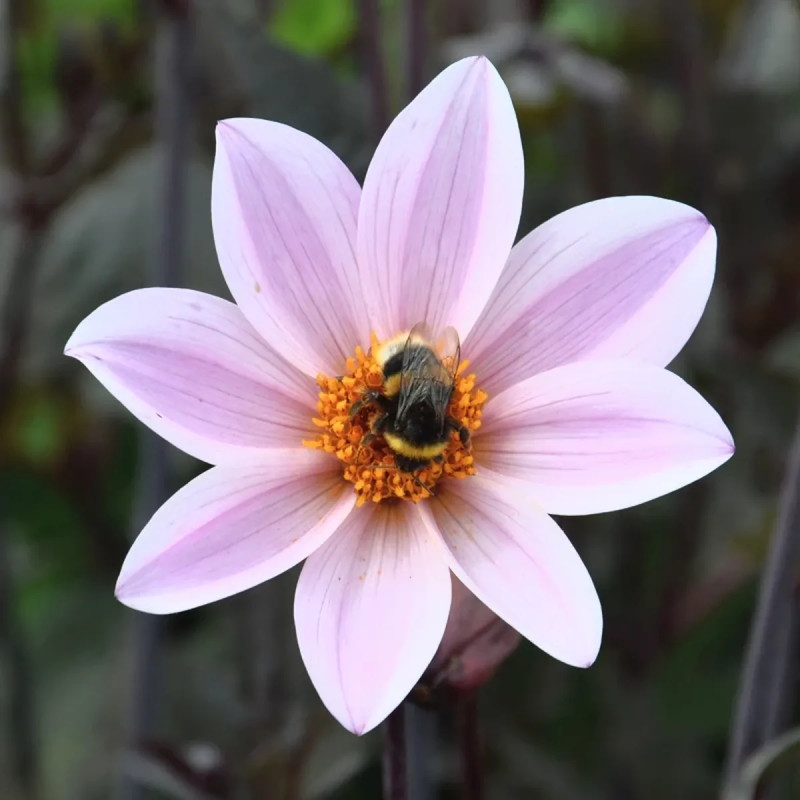 Dahlia nain simple 'L'Angevine' - Dahlia | Achat direct producteur