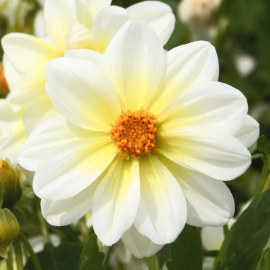 Dahlia Nain Simple Nimbus - Dahlia | Achat direct au producteur