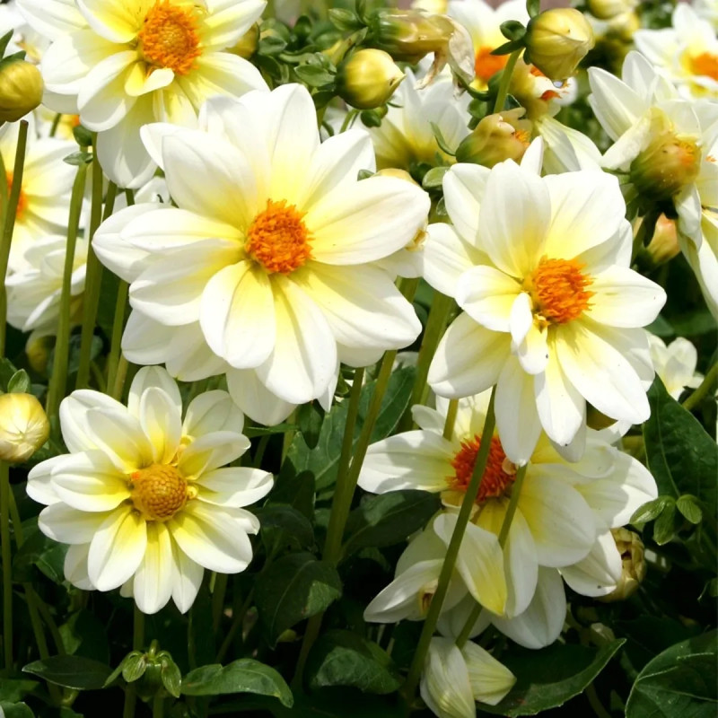 Dahlia Nain Simple Nimbus - Dahlia | Achat direct au producteur
