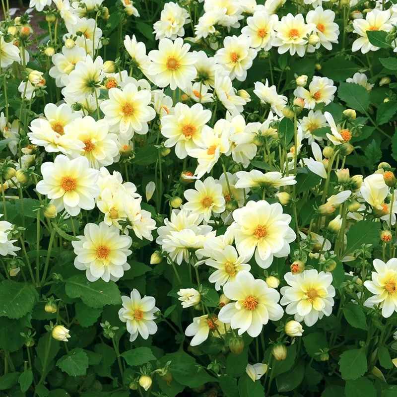 Dahlia Nain Simple Nimbus - Dahlia | Achat direct au producteur