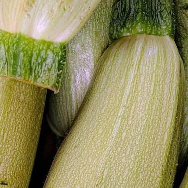 Courgette vert pâle 'Lorea' - Cucurbita | Achat direct au producteur