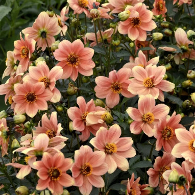 Dahlia nain simple 'Peachy' - Dahlia | Achat direct au producteur