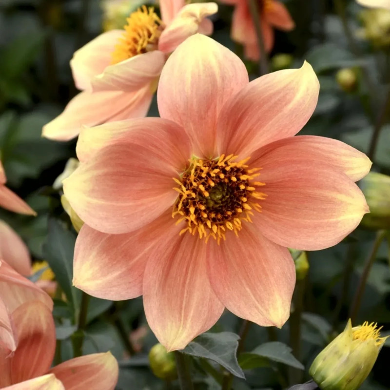 Dahlia nain simple 'Peachy' - Dahlia | Achat direct au producteur