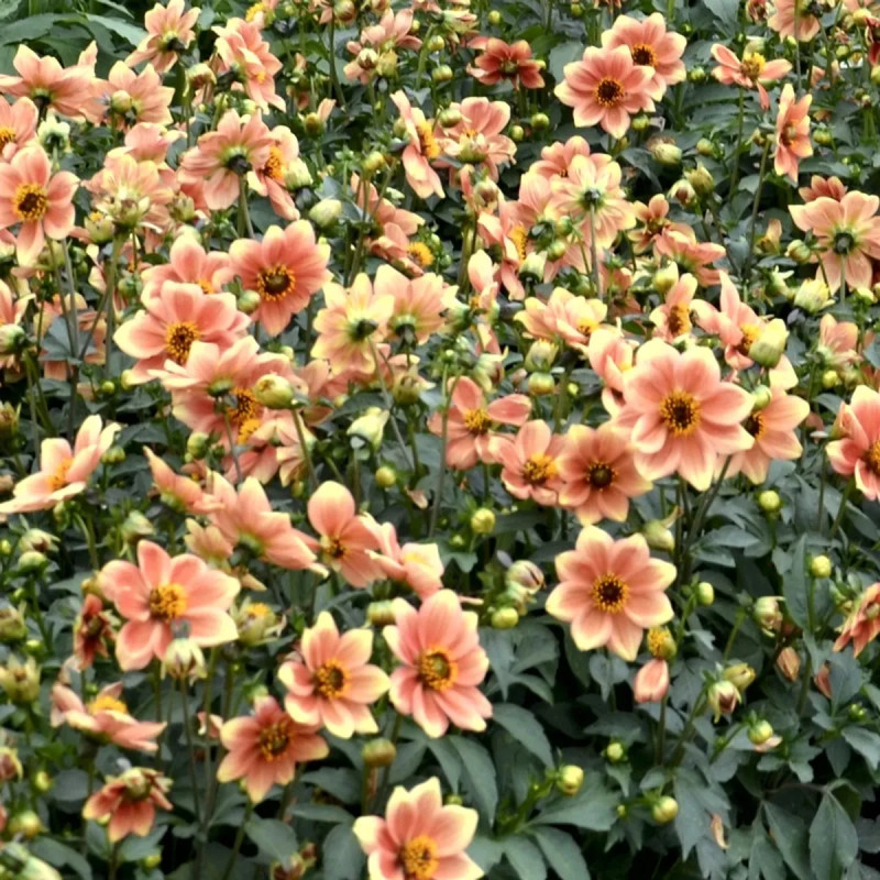 Dahlia nain simple 'Peachy' - Dahlia | Achat direct au producteur