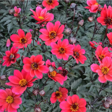 Dahlia nain simple 'Prag' - Dahlia | Achat direct au producteur