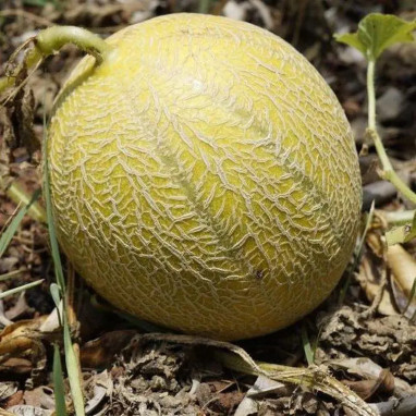 Melon greffé 'Funambul' - Cucumis melo | Achat direct au producteur