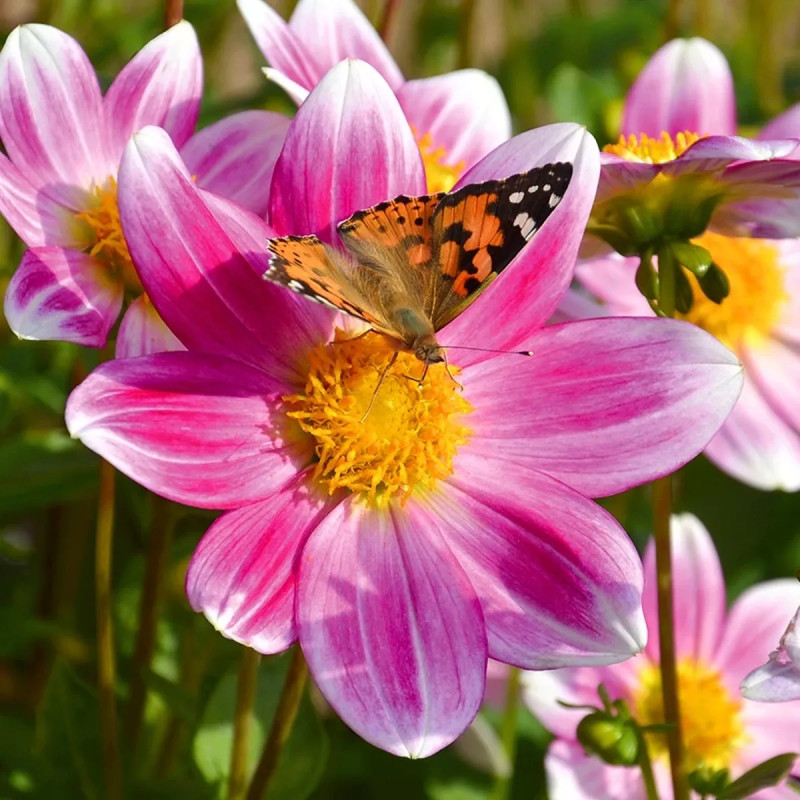 Dahlia nain simple P'tit Coquin - Dahlia | Achat producteur