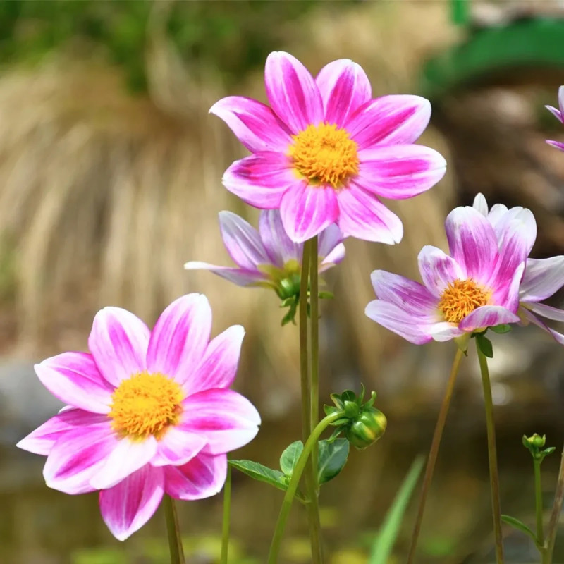 Dahlia nain simple P'tit Coquin - Dahlia | Achat producteur