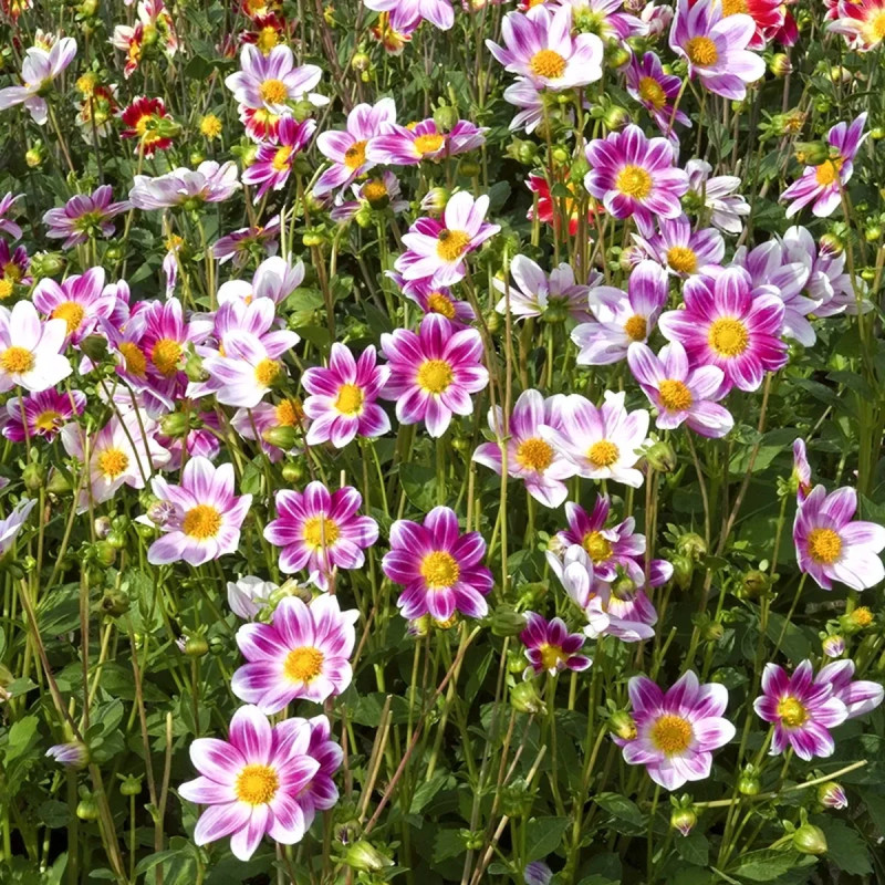 Dahlia nain simple P'tit Coquin - Dahlia | Achat producteur
