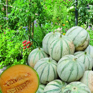 Melon 'Diego' - Cucumis melo | Achat direct au producteur