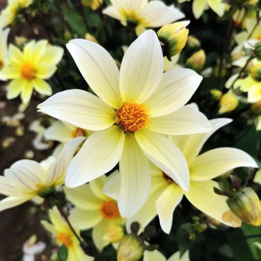 Dahlia nain simple Sicily - Dahlia | Achat direct au producteur