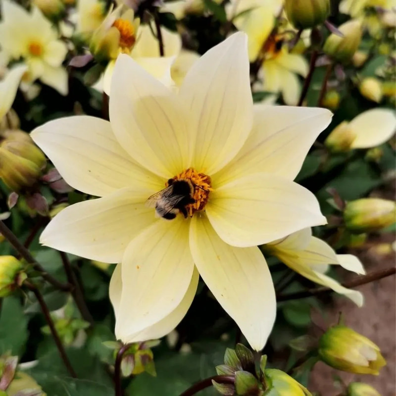 Dahlia nain simple Sicily - Dahlia | Achat direct au producteur