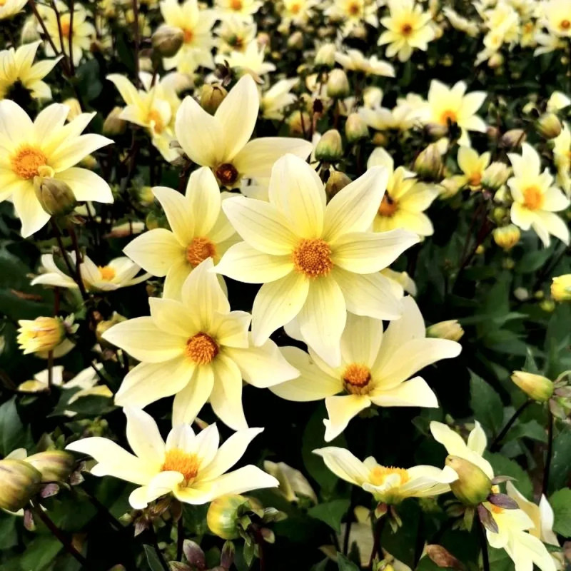 Dahlia nain simple Sicily - Dahlia | Achat direct au producteur