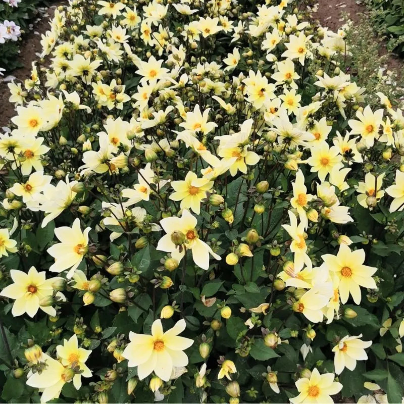 Dahlia nain simple Sicily - Dahlia | Achat direct au producteur