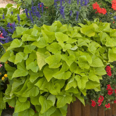 Ipomoea batatas 'Bonita'® - Patate douce ornementale | Achat producteur