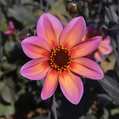 Dahlia nain simple 'Tropic & Black' - Dahlia | Achat direct au producteur