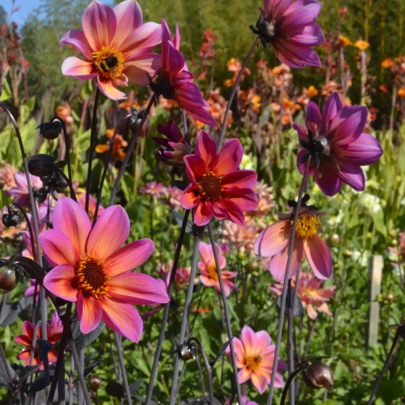 Dahlia nain simple 'Tropic & Black' - Dahlia | Achat direct au producteur