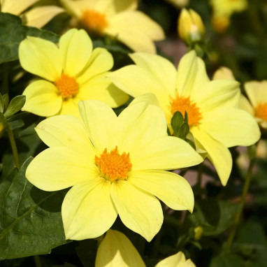 Dahlia Nain Simple 'Sable d'Or' - Dahlia | Achat producteur