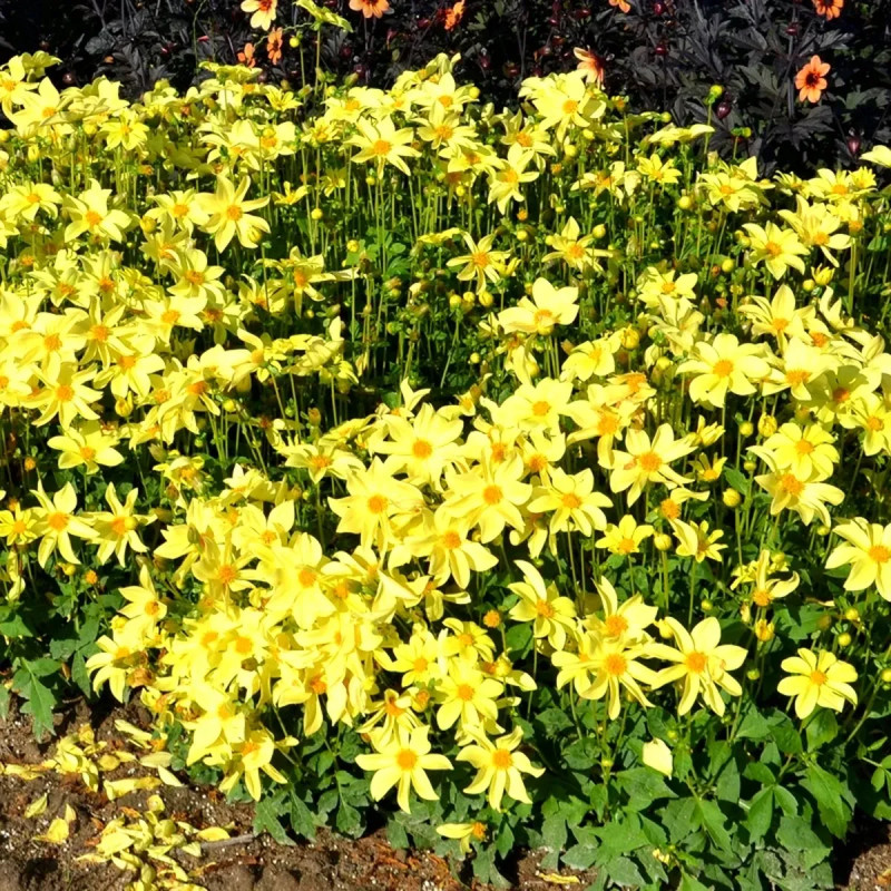 Dahlia Nain Simple 'Sable d'Or' - Dahlia | Achat producteur