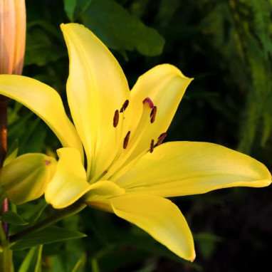 Lis asiatique jaune - Lilium | Achat direct au producteur
