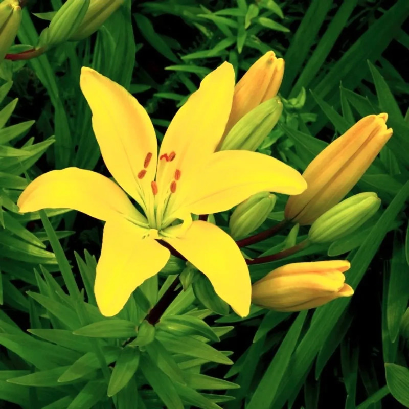 Lis asiatique jaune - Lilium | Achat direct au producteur