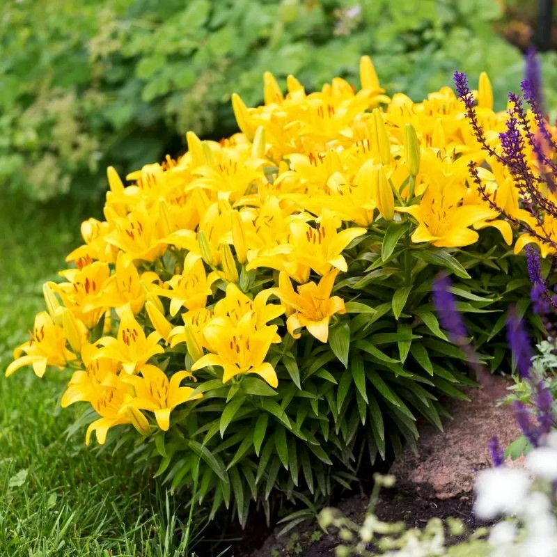 Lis asiatique jaune - Lilium | Achat direct au producteur