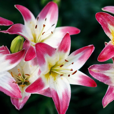 Lis asiatique 'Lollypop' - Lilium | Achat direct au producteur