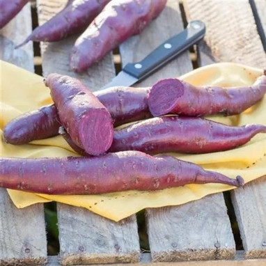 Patate douce Erato® Violet - Ipomoea | Achat direct au producteur