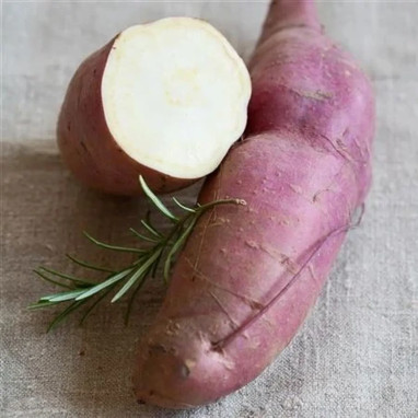 Patate douce Erato® White - Ipomoea | Achat direct au producteur