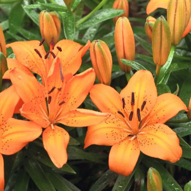 Lis Asiatique Orange - Lilium | Achat direct au producteur