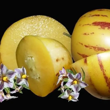 Pépino - Poire Melon 'Copa' - Solanum | Achat direct au producteur