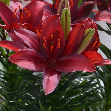 Lis Asiatique Rouge Foncé - Lilium | Achat direct au producteur
