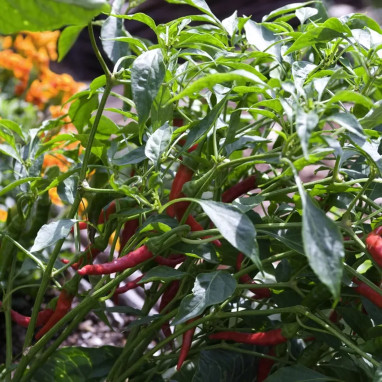 Piment de Cayenne 'Impala' - Capsicum annuum | Achat producteur