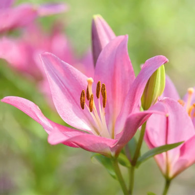 Lis Asiatique Rose - Lilium | Achat direct au producteur