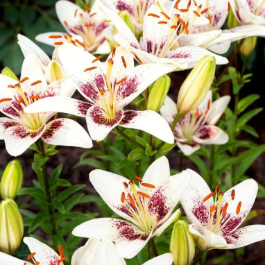 Lis Asiatique 'Tribal Kiss' - Lilium | Achat direct au producteur