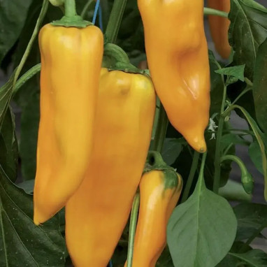 Poivron corne jaune 'Palladio' - Capsicum | Achat direct au producteur