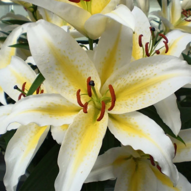 Lis Oriental Baferrari - Lilium | Achat direct au producteur