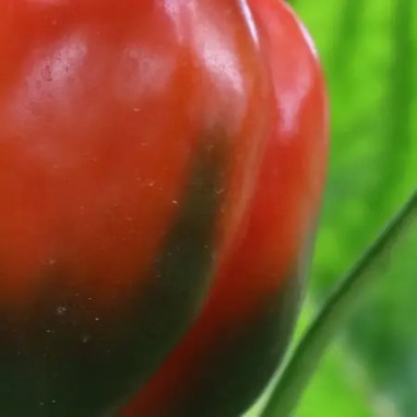 Poivron greffé 'Lamuyo' - Capsicum | Achat direct au producteur