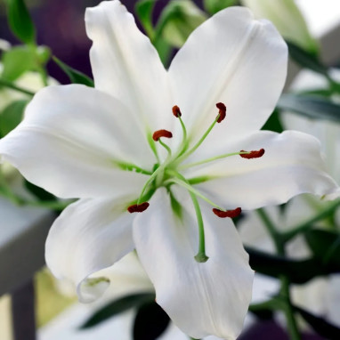 Lis oriental blanc - Lilium | Achat direct au producteur