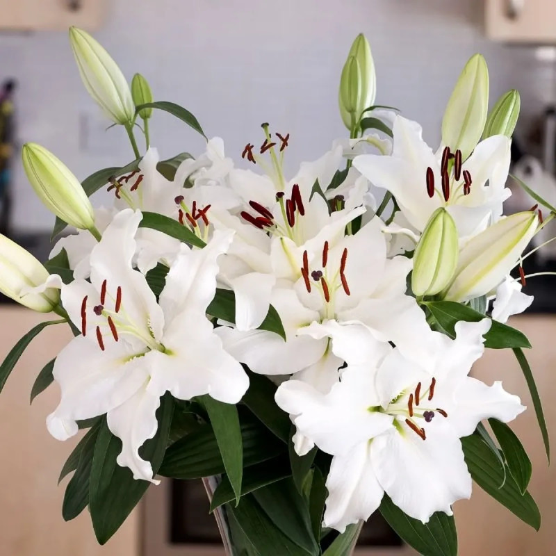 Lis oriental blanc - Lilium | Achat direct au producteur