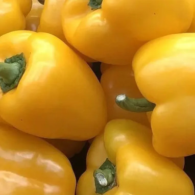 Poivron jaune 'Velvet' - Capsicum | Achat direct au producteur