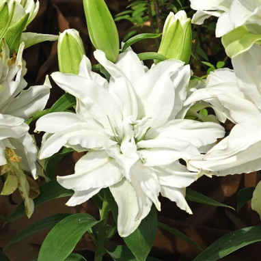 Lis Oriental Double Blanc - Lilium | Achat direct au producteur